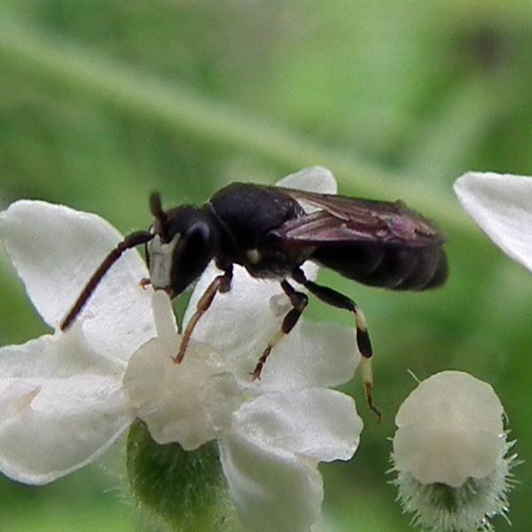 Photo of Hylaeus hyalinatus by <a href="http://www.flickr.com/photos/jlucier/ ">Jacy (JC) Lucier</a>